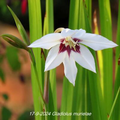 Gladiolus murielae - 