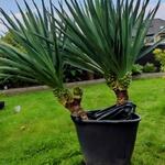 Yucca gloriosa - YUCCA SUPERBE - Yucca gloriosa