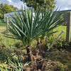 Kerzen-Palmlilie - Yucca gloriosa