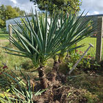 Yucca gloriosa - Kerzen-Palmlilie