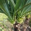 Kerzen-Palmlilie - Yucca gloriosa