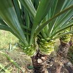 Yucca gloriosa - Kerzen-Palmlilie - Yucca gloriosa