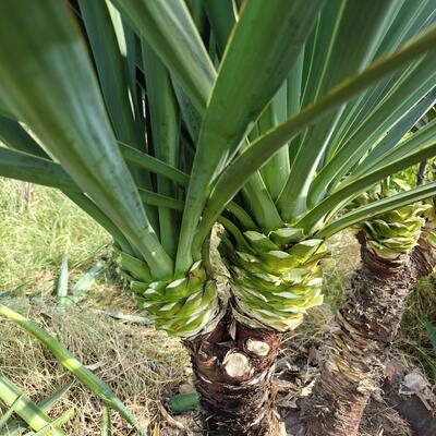 YUCCA SUPERBE - Yucca gloriosa