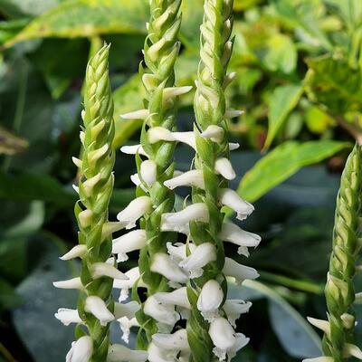 Spiranthes cernua 'Chadd's Ford'