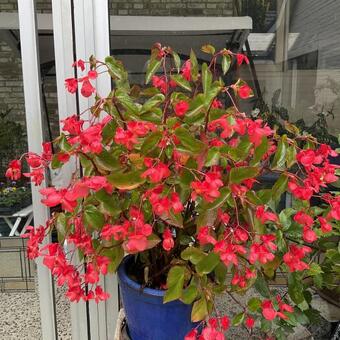 Begonia 'Dragon Wing Red'