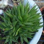 Haworthia limifolia - 