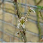 Haworthia limifolia - 