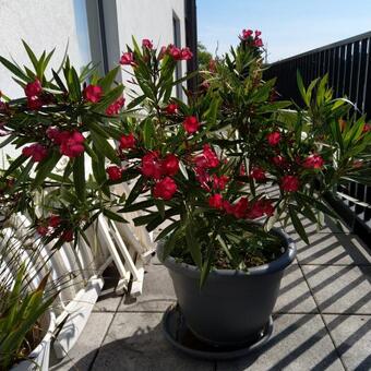 Nerium oleander