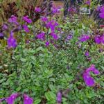 Salvia microphylla 'Salvinio Lilac' - Salvia microphylla 'Salvinio Lilac'