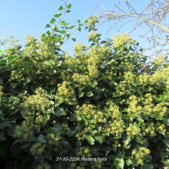 Hedera helix