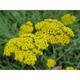 Achillea 