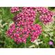 Achillea millefolium 