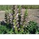 Acanthus 