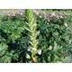 Acanthus mollis 