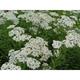 Achillea millefolium 