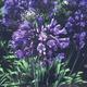 Agapanthus 