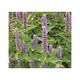 Agastache rugosa 