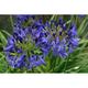 Agapanthus 