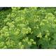 Alchemilla mollis