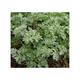 Artemisia absinthium (ALSEM)