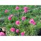 Armeria maritima 