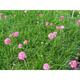 Armeria maritima 