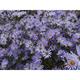 Aster turbinellus JS® 