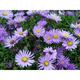 Aster dumosus 