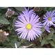 Aster frikartii (x) 