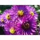 Aster novae-angliae 