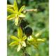 Asphodeline lutea