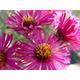 Aster novae-angliae 