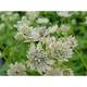 Astrantia major 