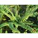 Asplenium trichomanes