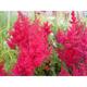 Astilbe japonica 