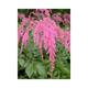 Astilbe thunbergii 