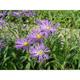 Aster amellus 