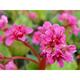 Bergenia 