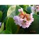 Bergenia 