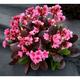 Bergenia 