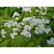 Brunnera macrophylla 