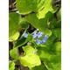 Brunnera macrophylla 