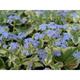 Brunnera macrophylla 