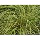 Carex oshimensis 