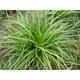 Carex morrowii JS® 