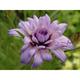 Catananche caerulea