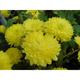 Chrysanthemum 