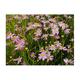 Coreopsis rosea 