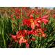 Crocosmia 