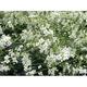 Crambe cordifolia